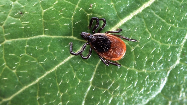Potential treatment for Lyme disease kills bacteria that may cause lingering symptoms, study finds